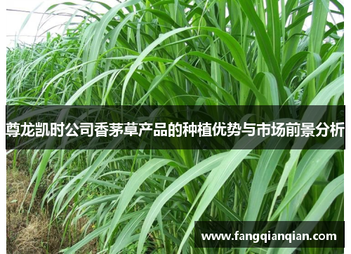 尊龙凯时公司香茅草产品的种植优势与市场前景分析 尊龙凯时公司香茅草产品的种植优势与市场前景分析