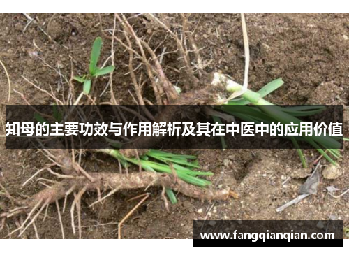 知母的主要功效与作用解析及其在中医中的应用价值