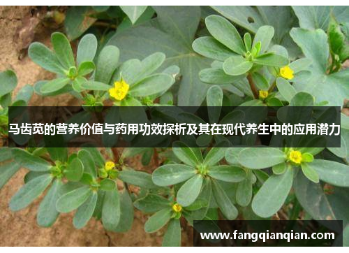 马齿苋的营养价值与药用功效探析及其在现代养生中的应用潜力 马齿苋的营养价值与药用功效探析及其在现代养生中的应用潜力