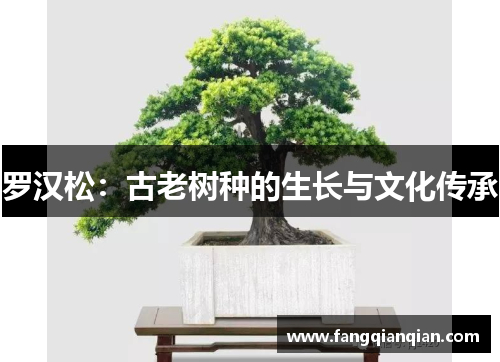 罗汉松：古老树种的生长与文化传承