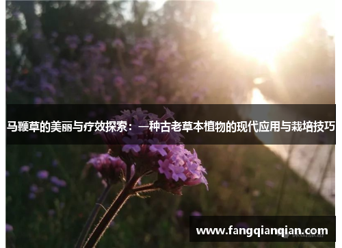 马鞭草的美丽与疗效探索:一种古老草本植物的现代应用与栽培技巧 马鞭草的美丽与疗效探索:一种古老草本植物的现代应用与栽培技巧